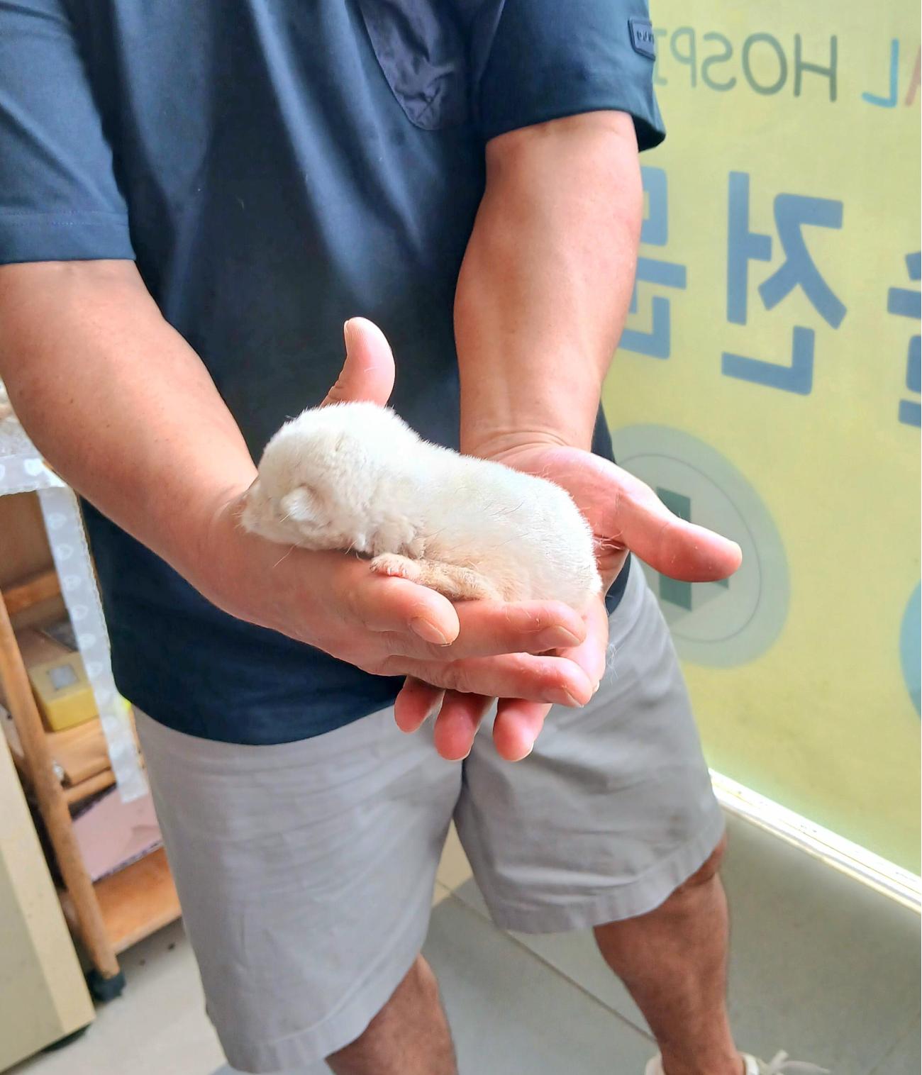 보호중 믹스견의 가…